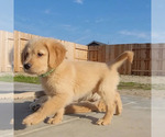 Small Photo #9 Golden Retriever Puppy For Sale in COLUSA, CA, USA