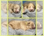 Puppy Remi Goldendoodle