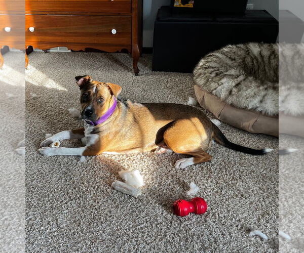 Medium Photo #21 American Pit Bull Terrier-Unknown Mix Puppy For Sale in Fargo, ND, USA