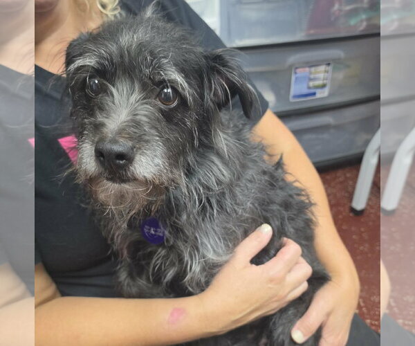 Medium Photo #1 Mutt Puppy For Sale in Fargo, ND, USA