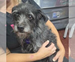 Mutt Dogs for adoption in Fargo, ND, USA