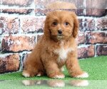 Small Photo #1 Cavachon Puppy For Sale in BEL AIR, MD, USA
