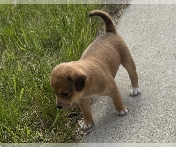 Medium Photo #17 Beagle-Shiba Inu Mix Puppy For Sale in TWO RIVERS, WI, USA