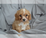 Small Photo #17 Cavapoo Puppy For Sale in GREENWOOD, WI, USA