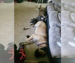 Small #5 Bullmastiff