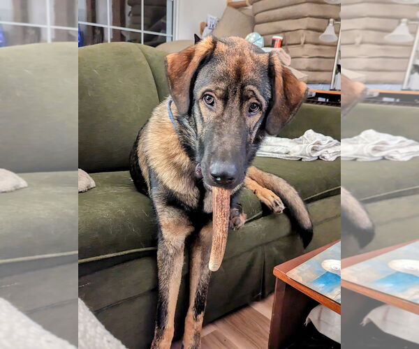 Medium Photo #3 Anatolian Shepherd-Unknown Mix Puppy For Sale in Higley, AZ, USA