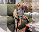 Small #2 Anatolian Shepherd Mix