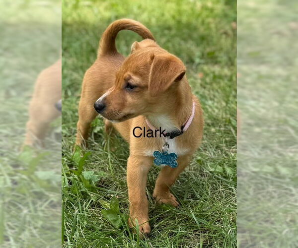 Medium Photo #2 Pembroke Welsh Corgi-Unknown Mix Puppy For Sale in Plainfield, IL, USA