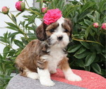 Small Photo #9 Cava-Tzu Puppy For Sale in THORP, WI, USA