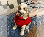 Small #1 Cocker Spaniel