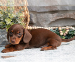 Small Photo #9 Dachshund Puppy For Sale in NAPPANEE, IN, USA
