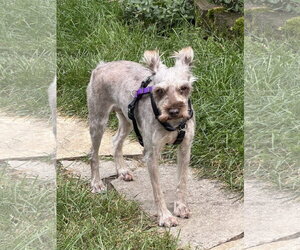 - Mix Dogs for adoption in St. Louis Park, MN, USA