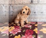 Small #8 Goldendoodle mix (+ Poodle Miniature)