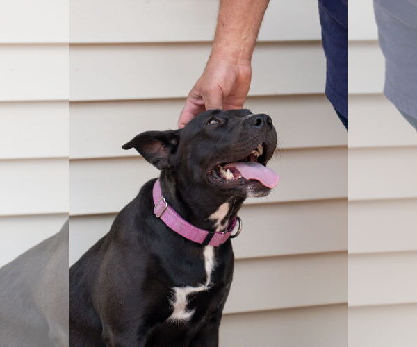 Medium Photo #8 American Pit Bull Terrier-Labrador Retriever Mix Puppy For Sale in Princeton, MN, USA