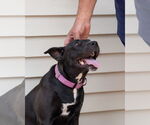Small #7 American Pit Bull Terrier-Labrador Retriever Mix