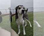 Small #1 Siberian Husky