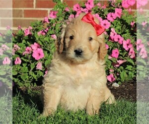 English Cream Golden Retriever-Poodle (Miniature) Mix Puppy for sale in AIRVILLE, PA, USA