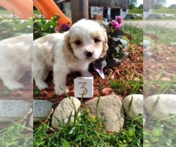 Medium Photo #4 Cavachon Puppy For Sale in SCOTTVILLE, MI, USA