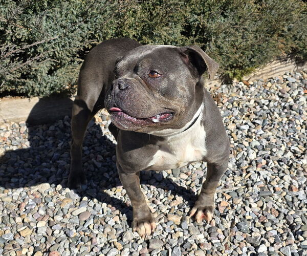 Medium Photo #4 American Staffordshire Terrier-Bulldog Mix Puppy For Sale in Albuquerque, NM, USA