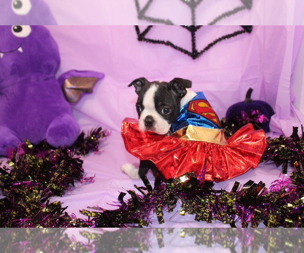 Medium Photo #5 Boston Terrier Puppy For Sale in BROOKSVILLE, FL, USA