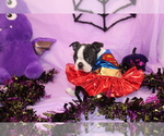 Kiki - Female Boston Terrier Puppy for Sale - Photo #5