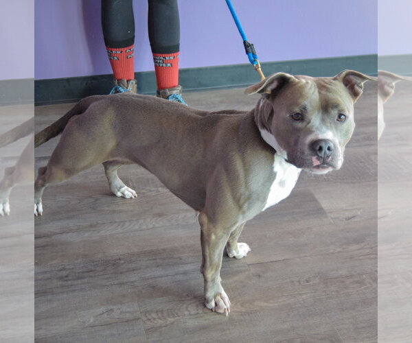 Medium Photo #4 American Bulldog-American Staffordshire Terrier Mix Puppy For Sale in Huntley, IL, USA