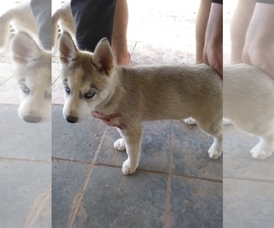 Siberian Husky Puppy for sale in COPPERAS COVE, TX, USA