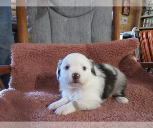 Medium Australian Shepherd