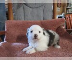 Puppy 2 Australian Shepherd