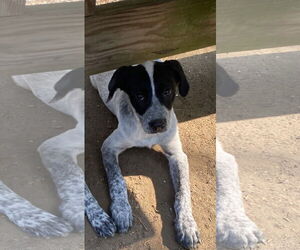 Mutt Dogs for adoption in Garden City, NY, USA