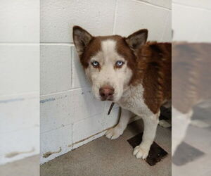 Siberian Husky Dogs for adoption in San Bernardino, CA, USA