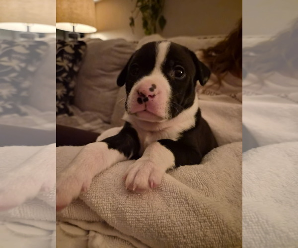 Medium Photo #14 Border Collie-Unknown Mix Puppy For Sale in Holly Springs, NC, USA