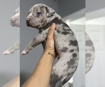 Small Photo #2 American Bully Puppy For Sale in DELTONA, FL, USA