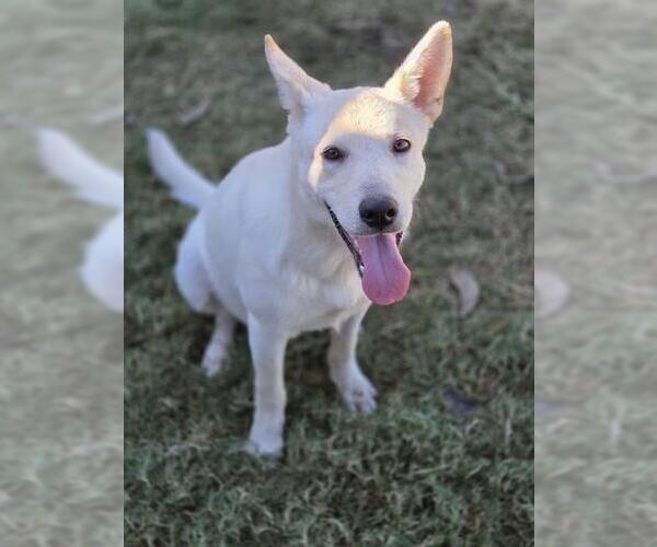 Medium Photo #2 German Shepherd Dog-Unknown Mix Puppy For Sale in Temple, TX, USA