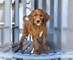 Small #4 Goldendoodle