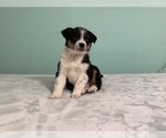 Small Photo #2 Australian Shepherd Puppy For Sale in HILLSBORO, WI, USA