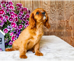 Small #2 Cavalier King Charles Spaniel