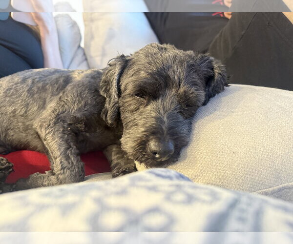 Medium Photo #4 Poodle (Miniature) Puppy For Sale in Sandy, UT, USA