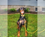 Small #6 Doberman Pinscher