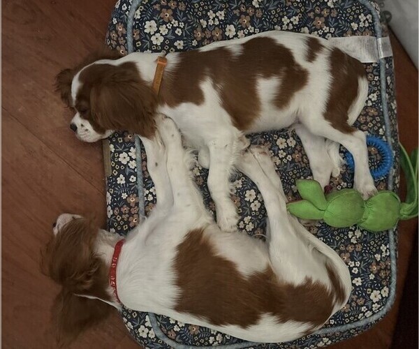 Medium Photo #4 Cavalier King Charles Spaniel Puppy For Sale in ARANSAS PASS, TX, USA