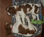 Small #3 Cavalier King Charles Spaniel