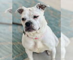 Small #10 Bulldog Mix