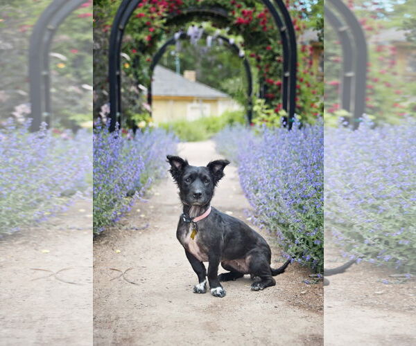 Medium Photo #11 Colonial Cocker Spaniel-Unknown Mix Puppy For Sale in Sandy, UT, USA