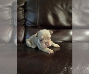 French Bulldog Puppy for sale in MICHIGAN CITY, IN, USA