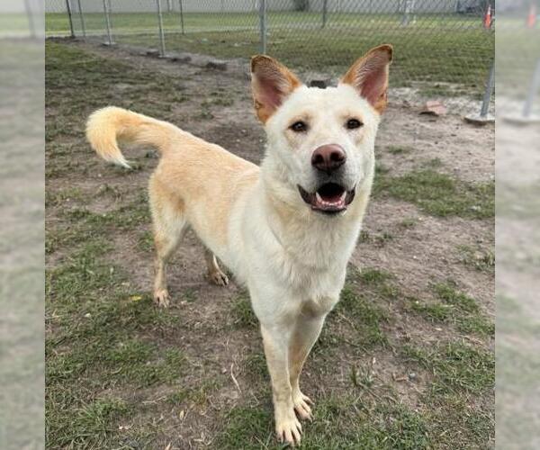 Medium Photo #2 Labrador Retriever-Unknown Mix Puppy For Sale in Conroe, TX, USA
