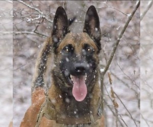 Father of the Malinois puppies born on 12/27/2021