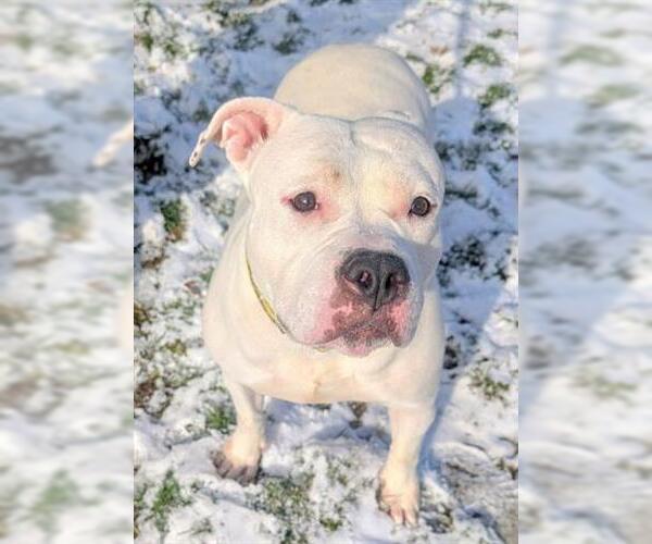 Medium Photo #1 American Bulldog-Unknown Mix Puppy For Sale in Akron, OH, USA