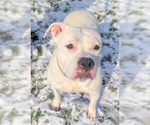 American Bulldog-Unknown Mix Dogs for adoption in Akron, OH, USA