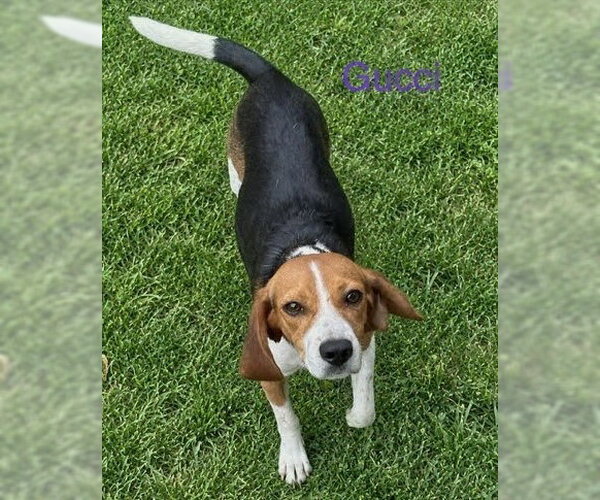 Medium Photo #2 Beagle Puppy For Sale in Dunnellon, FL, USA