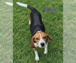 Gucci - Female Beagle Dog for Adoption - Photo #2